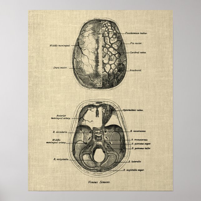 Brain Anatomy nr 5 med Cream Background Poster (Framsidan)