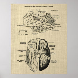 Brain Anatomy nr 6 med Cream Background Poster