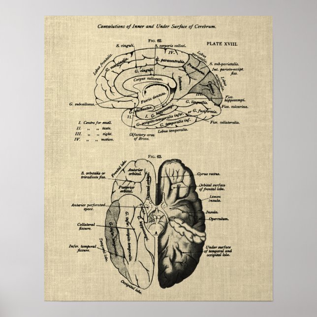 Brain Anatomy nr 6 med Cream Background Poster (Framsidan)