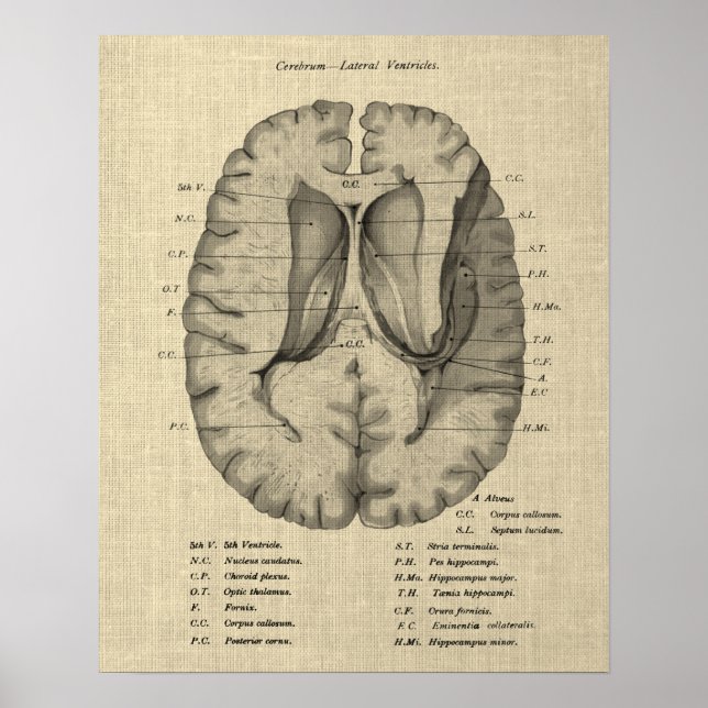 Brain Anatomy nr 7 med Cream Background Poster (Framsidan)
