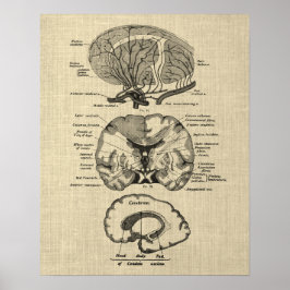Brain Anatomy nr 8 med Cream Background Poster