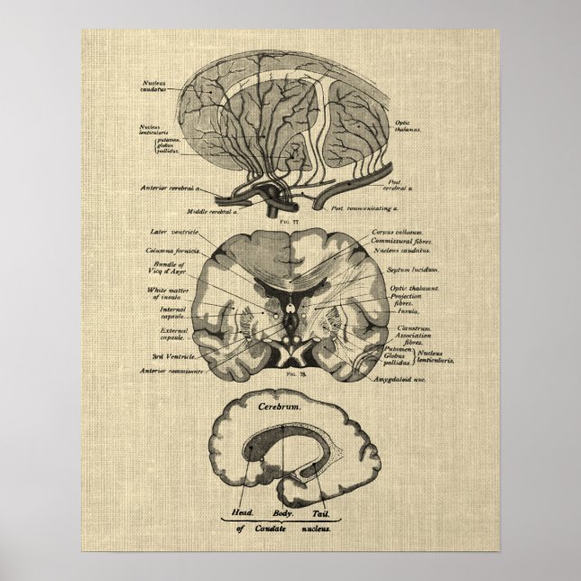 Brain Anatomy nr 8 med Cream Background Poster (Framsidan)