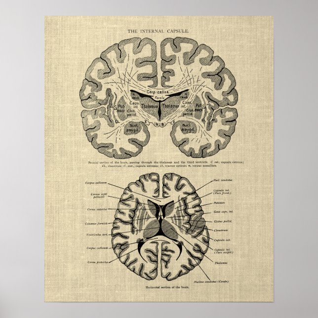 Brain Anatomy nr 9 med Cream Background Poster (Framsidan)