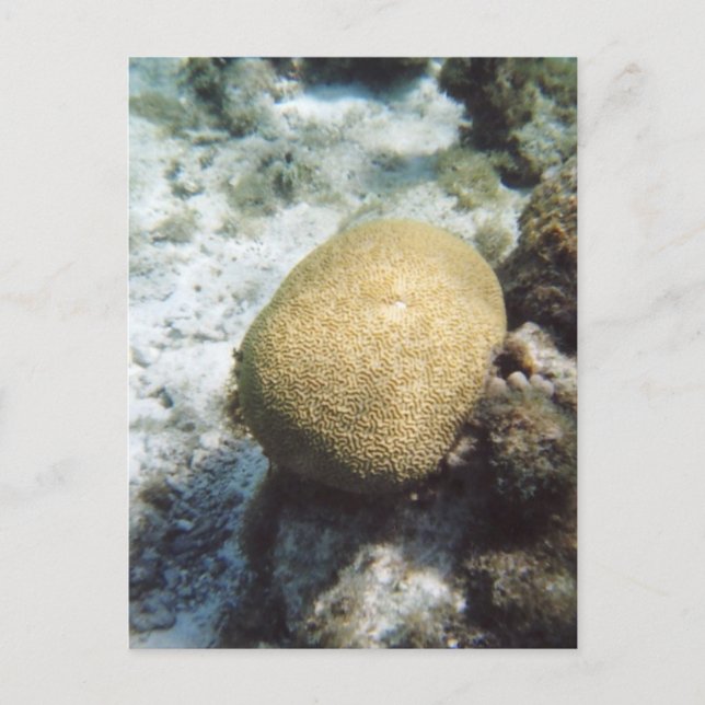 Brain Coral Photo Postcard Vykort (Framsida)