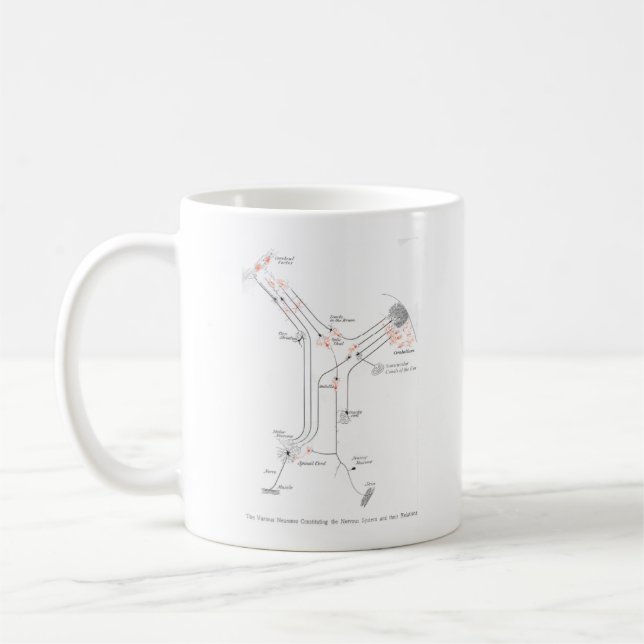 Brain Neuro Synapses Anatomy Mugg (Vänster)