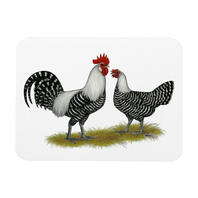Brakel Chickens Magnet (Horisontell)