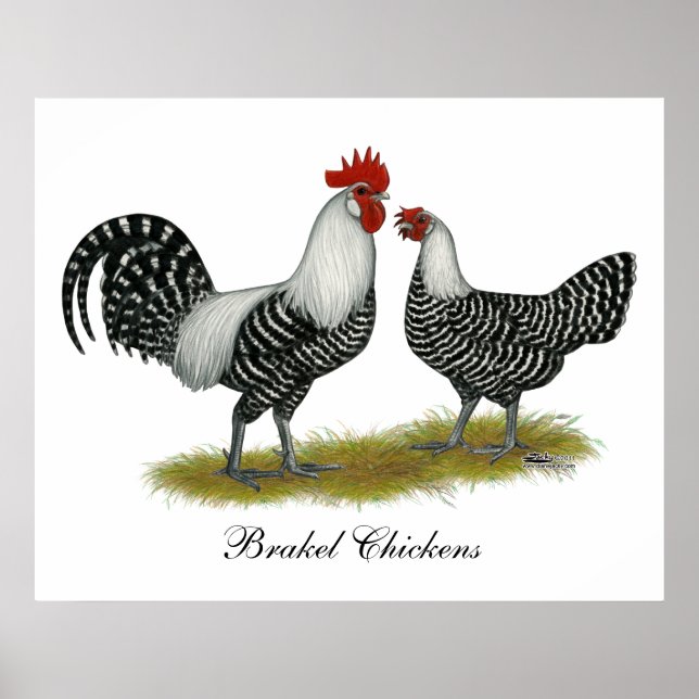 Brakel Chickens Poster (Framsidan)