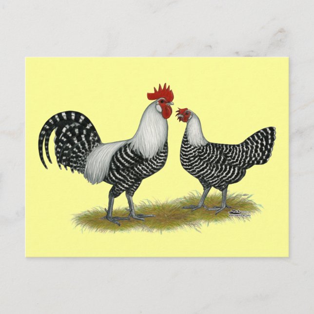 Brakel Chickens Vykort (Framsida)