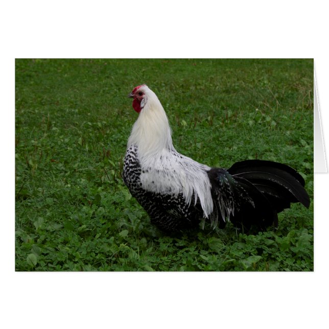 Brakel Hahn Hälsningskort (Framsidan Horizontal)