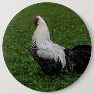 Brakel Hahn Knapp