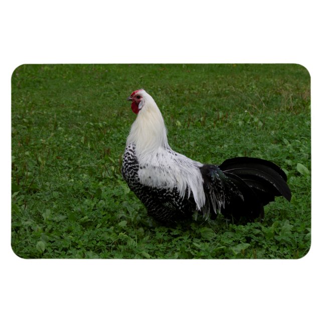 Brakel Hahn Magnet (Horisontell)