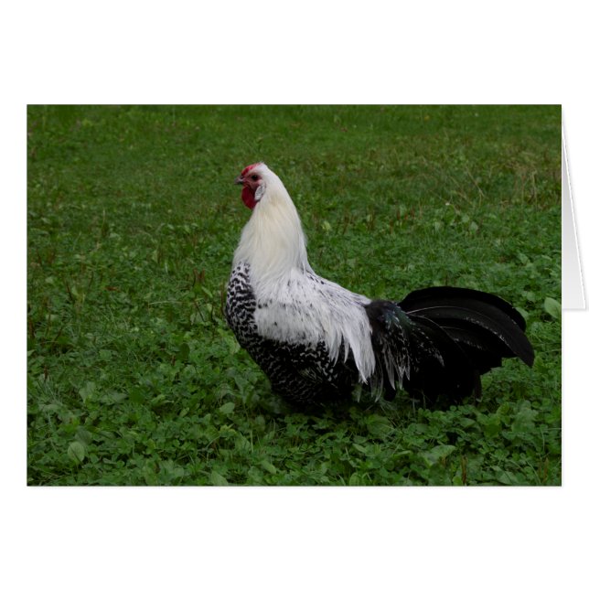 Brakel Hahn OBS Kort (Framsidan Horizontal)