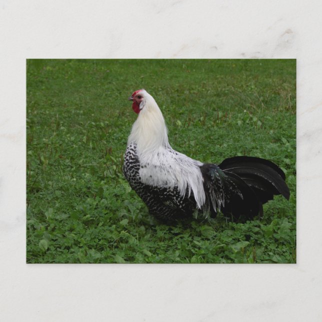 Brakel Hahn Vykort (Framsida)