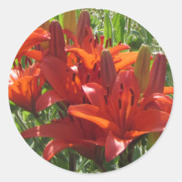 Bränd Orange Asiatic Lilies Runt Klistermärke
