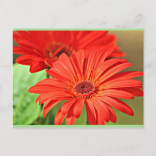 Brand Red Gerbera-Daisy, färglös blomma Vykort
