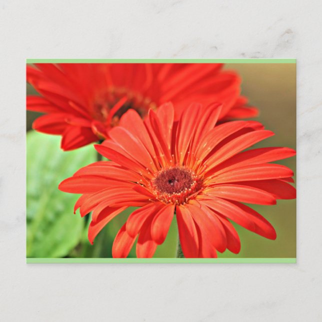 Brand Red Gerbera-Daisy, färglös blomma Vykort (Framsida)