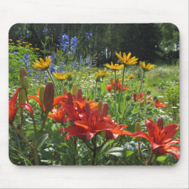 Brända orange asiatiska liljar, Gloriosas daisy, Musmatta