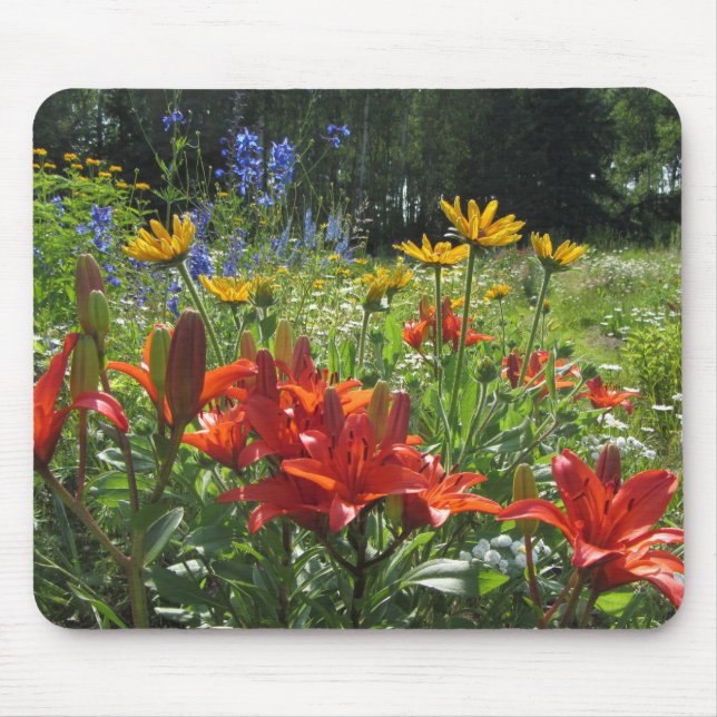 Brända orange asiatiska liljar, Gloriosas daisy, Musmatta (Framsidan)