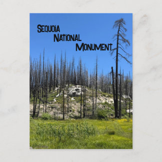 Brända träd i Giant Sequoia National Monument Vykort