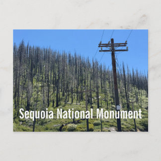 Brända träd i Giant Sequoia National Monument Vykort