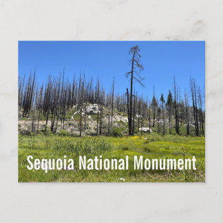Brända träd i Sequoia National Forest Vykort