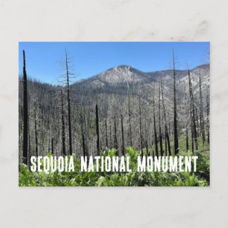 Brända träd i Sequoia National Forest Vykort