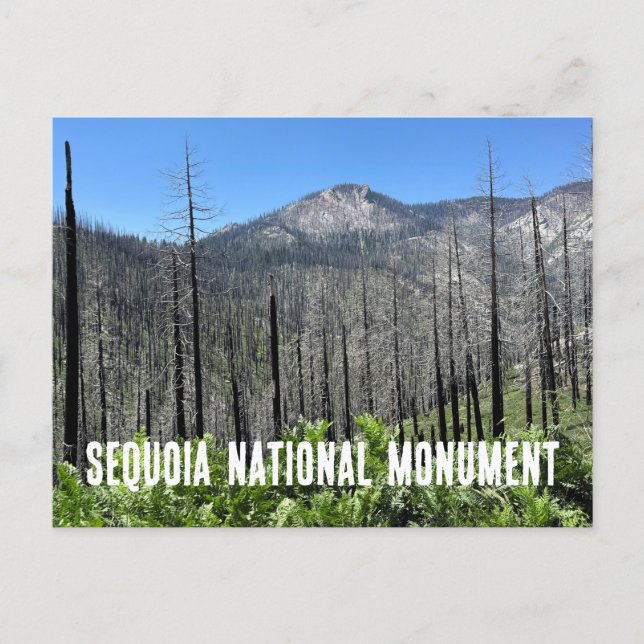 Brända träd i Sequoia National Forest Vykort (Framsida)