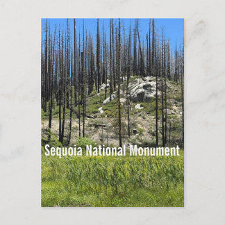 Brända träd i Sequoia National Monument Vykort
