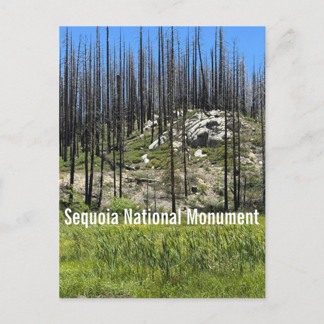 Brända träd i Sequoia National Monument Vykort (Framsida)