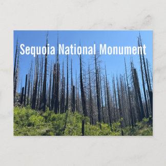 Brända träd vid Sequoia National Monument Vykort