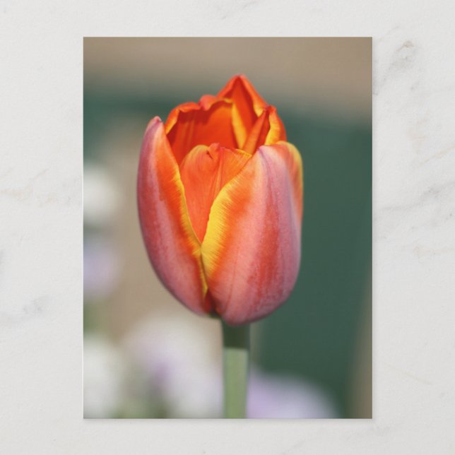 Brandblomma Vykort (Framsida)