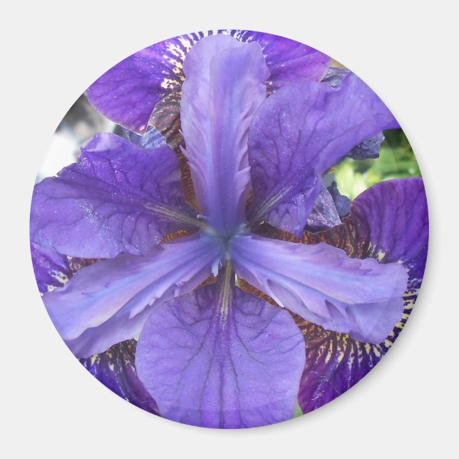 Brandeis Magnet (Framsidan)