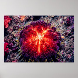 brandhärd poster