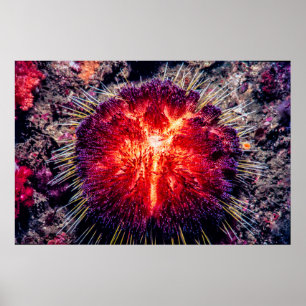 brandhärd poster