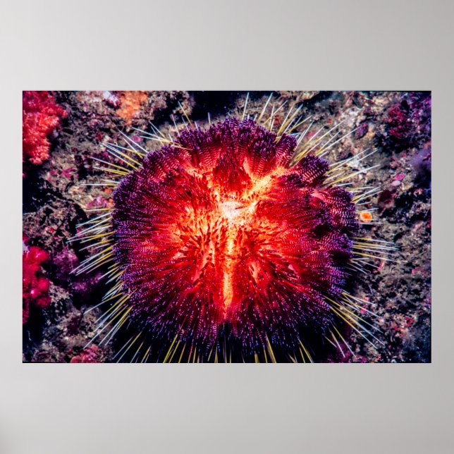 brandhärd poster (Framsidan)