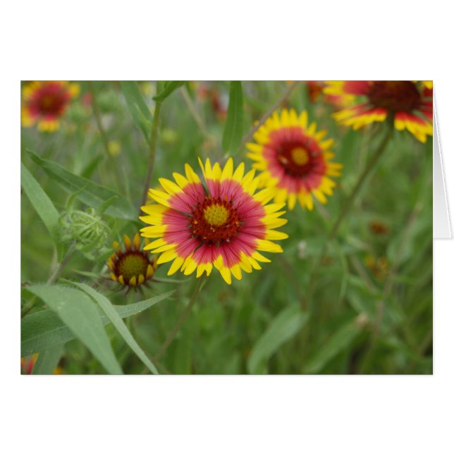 Brandhjul Hälsningskort (Framsidan Horizontal)