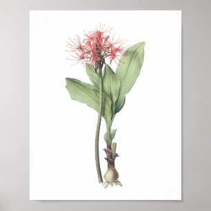 Brandkula (Haemanthus multiflorus) av Redouté Poster