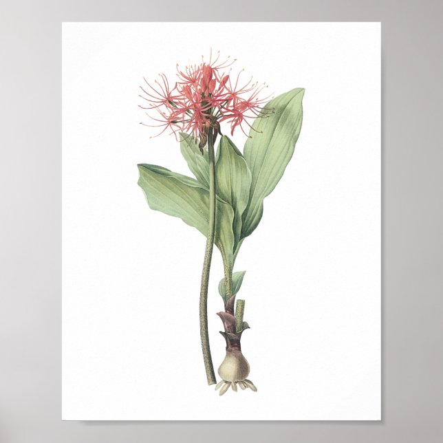 Brandkula (Haemanthus multiflorus) av Redouté Poster (Framsidan)