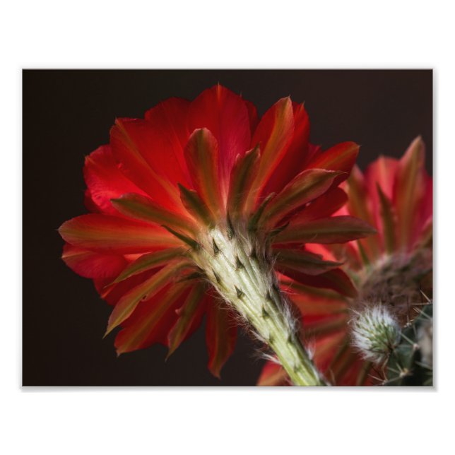 Brandljus överallt fototryck (Framsidan)