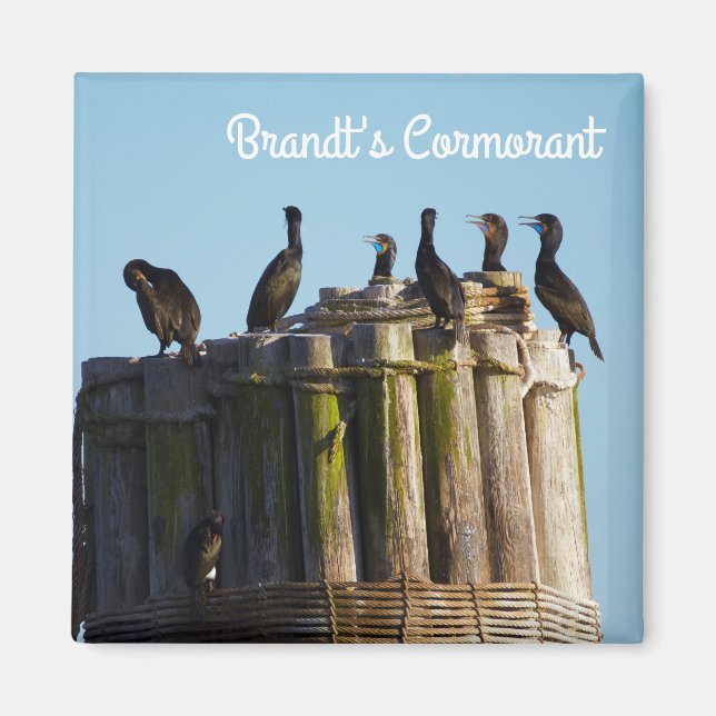 Brandts Cormorant Magnet (Framsidan)