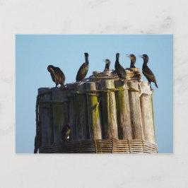 Brandts Cormorant Vykort