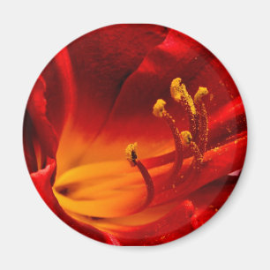 Brännhet lilja magnet