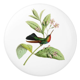 Brännhet Throated Hummingbird Knopp