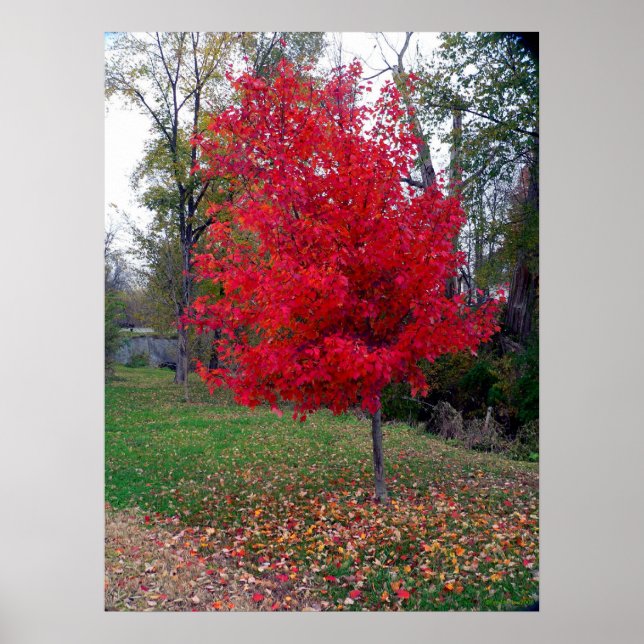 Bränning av Bush Poster (Framsidan)