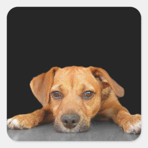 Brans Hund Fyrkantigt Klistermärke