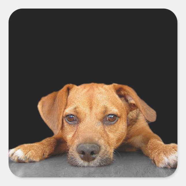 Brans Hund Fyrkantigt Klistermärke (Framsida)