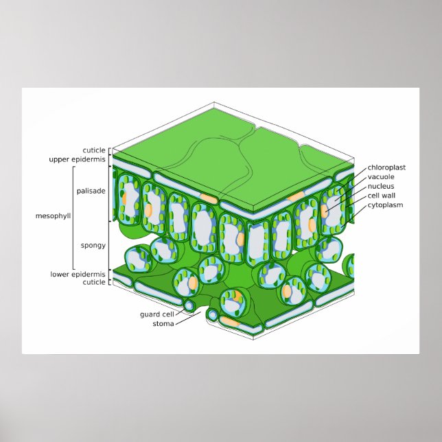 Brans  struktur för ett diagram över Löv Poster (Framsidan)