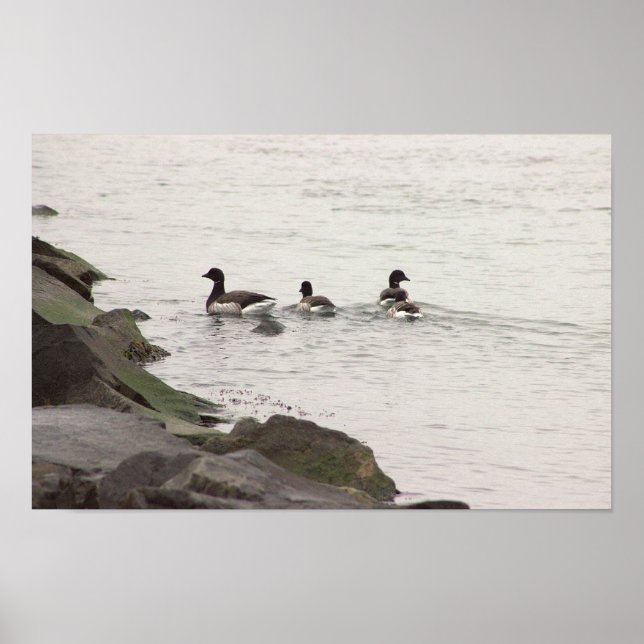 Brant Geese in Ocean Poster (Framsidan)