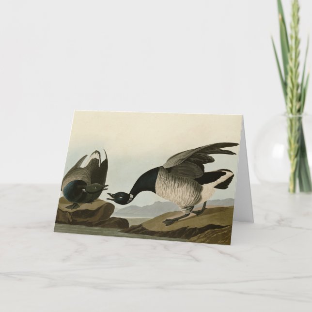 Brant Goose (Brant) från Audubon Birds of America Kort (Framsida)