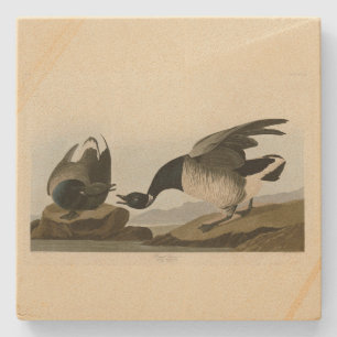 Brant Goose (Brant) från Audubon Birds of America Stenunderlägg